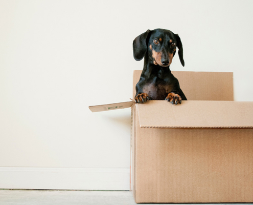 senioren verhuizing