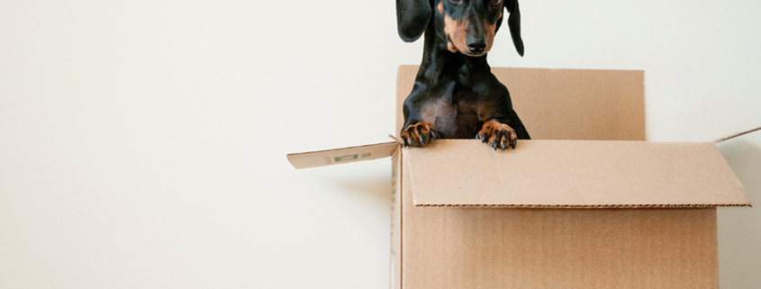 senioren verhuizing